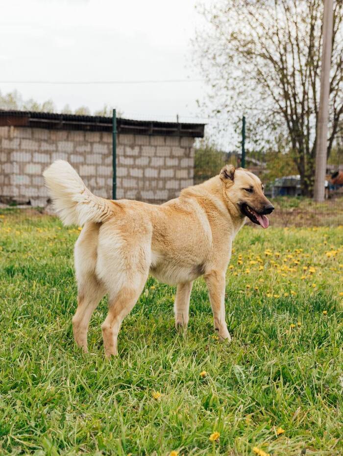 Báječná Lada hledá domov a milující páníčky! Do dobrých rukou, Zvířata bez domova, Nehodnoceno, Pes, Dlouhý sloupek