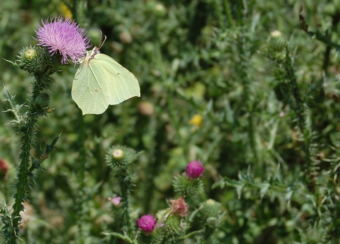 Красавица на чертополохе