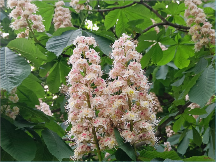 Цветение каштана