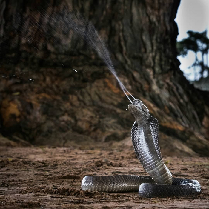 Это предупреждающий выстрел в воздух. Следующий будет на поражение!