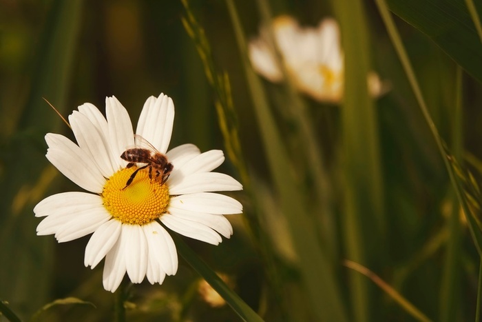 Ромашка и пчела