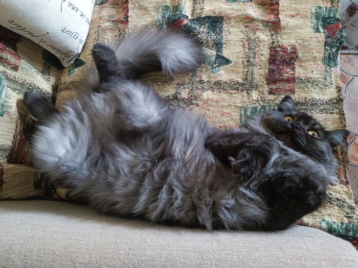 Чего встал, кожаный?