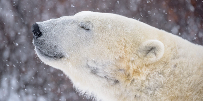 М-м-м... Ароматный несвежий тюлень!