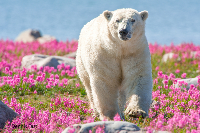 Цветочки красивые и пахнут замечательно. Но еда-то где?