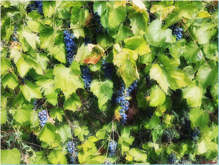 Когда зреет виноград