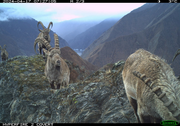 Группа <a href="https://pikabu.ru/story/sibirskie_gornyie_kozlyi_11456755?u=https%3A%2F%2Fru.wikipedia.org%2Fwiki%2F%25D0%25A1%25D0%25B8%25D0%25B1%25D0%25B8%25D1%2580%25D1%2581%25D0%25BA%25D0%25B8%25D0%25B9_%25D0%25B3%25D0%25BE%25D1%2580%25D0%25BD%25D1%258B%25D0%25B9_%25D0%25BA%25D0%25BE%25D0%25B7%25D1%2591%25D0%25BB&t=%D1%81%D0%B8%D0%B1%D0%B8%D1%80%D1%81%D0%BA%D0%B8%D1%85%20%D0%B3%D0%BE%D1%80%D0%BD%D1%8B%D1%85%20%D0%BA%D0%BE%D0%B7%D0%BB%D0%BE%D0%B2&h=5830231fb15c2d8d4a1a3207a2ce2acda8b02cdc" title="https://ru.wikipedia.org/wiki/%D0%A1%D0%B8%D0%B1%D0%B8%D1%80%D1%81%D0%BA%D0%B8%D0%B9_%D0%B3%D0%BE%D1..." target="_blank" rel="nofollow noopener">сибирских горных козлов</a>