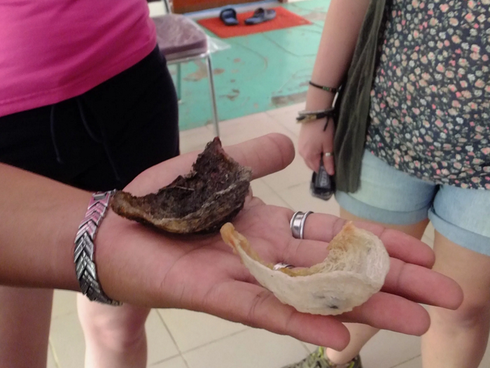 Сравнение черного и белого гнезд стрижей.