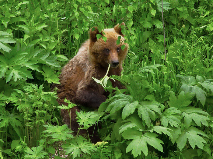 Бурый медведь