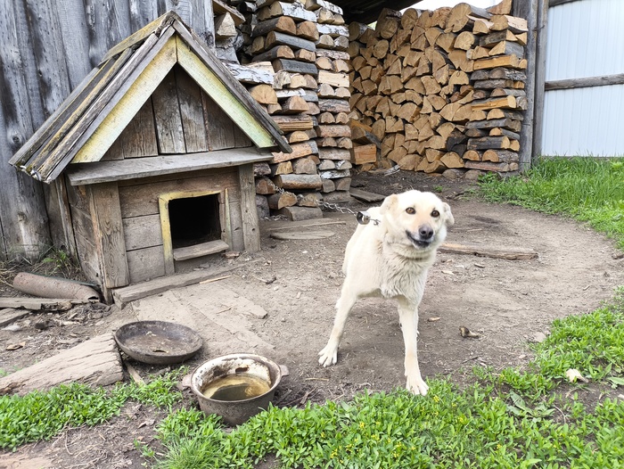 Уже другая собака, но той же цепи и будке...