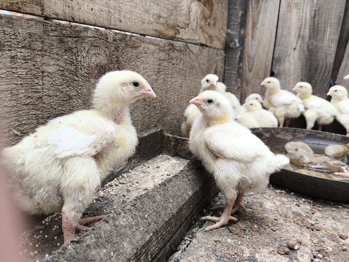 Цыплята бройлеров. Сил у бабушки с дедушкой пока еще хватает на их содержание.