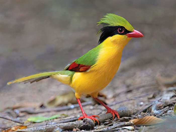  , . Cissa hypoleuca ( . cissa "", hypo  leukos " "), . ;   , ,   