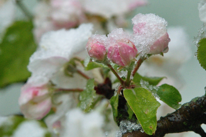Яблоня в снегу