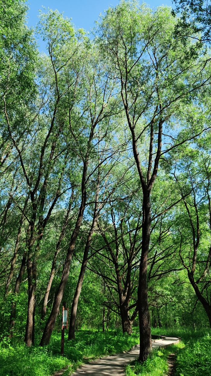 Серебряный бор. Москва Достопримечательности, Москва, Культура, Парк, Природа, Длиннопост