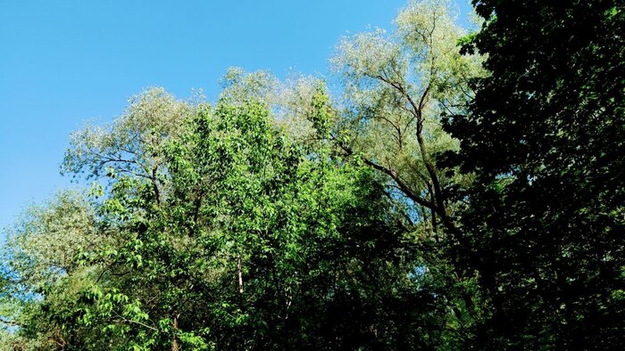 Серебряный бор. Москва Достопримечательности, Москва, Культура, Парк, Природа, Длиннопост