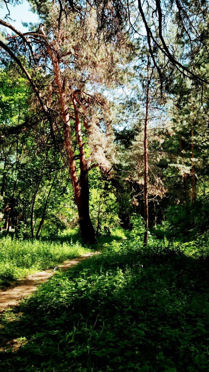 Серебряный бор. Москва Достопримечательности, Москва, Культура, Парк, Природа, Длиннопост