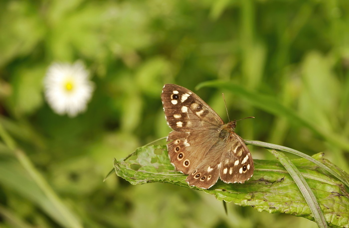 Бабочка Краеглазка эгерия