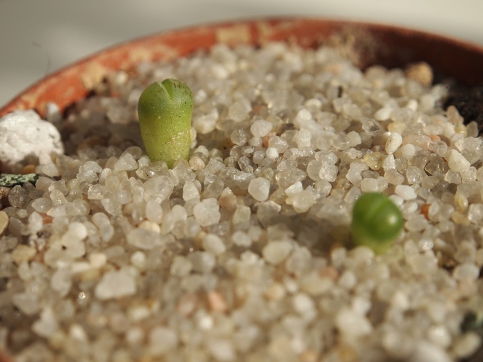 литопсы в кварце