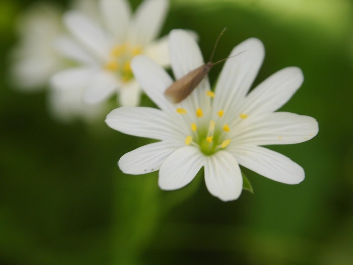 красавица и чудище