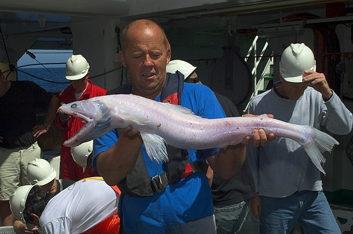 На рыб-ящериц не ведётся целенаправленная добыча. Они попадают в сети вместе с другой глубоководной рыбой. Всех найденных особей передавали в исследовательские центры.
