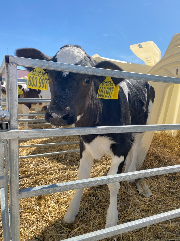 Малыши разделены отдельными вольерами, чтобы исключить обмен инфекциями. Каждому посетителю выдается халат, трогать коров запрещается.