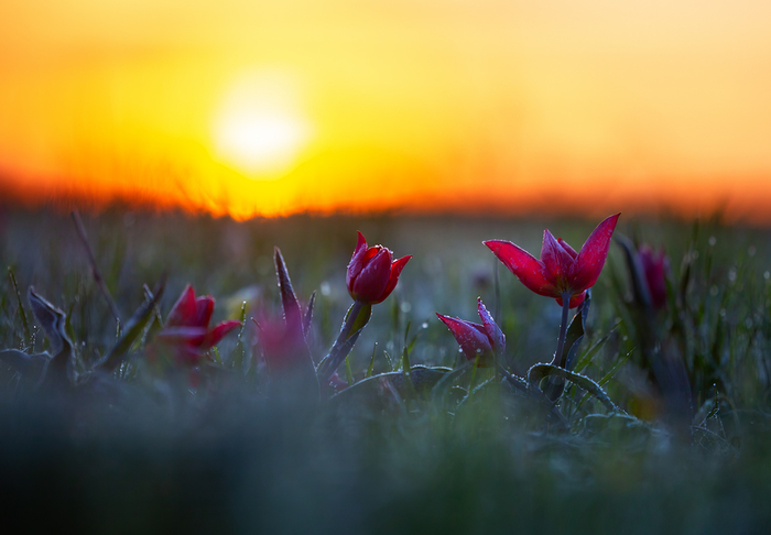 Степные тюльпаны в инее...