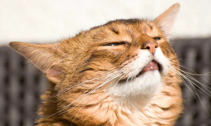      .   ,    ,     ,       .