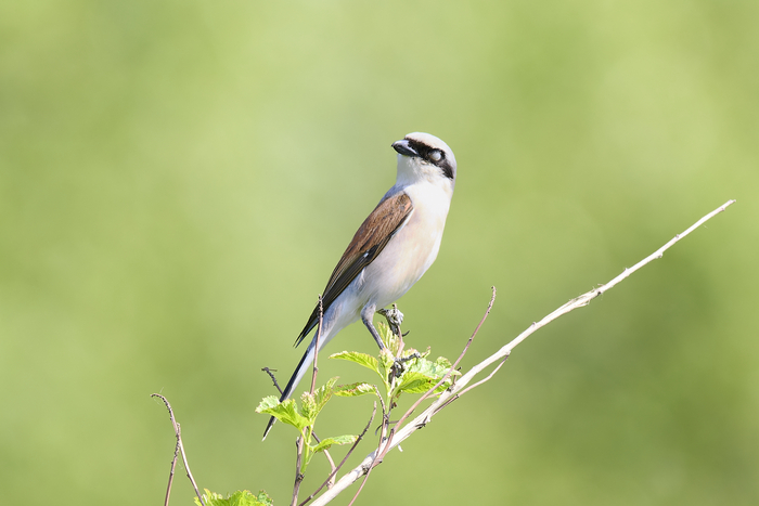 подмигивает)