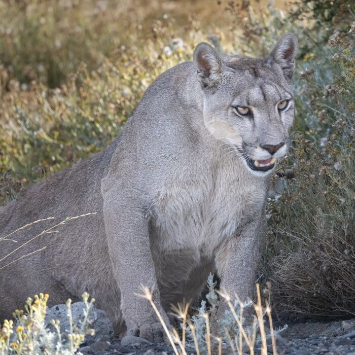 Крупная киса