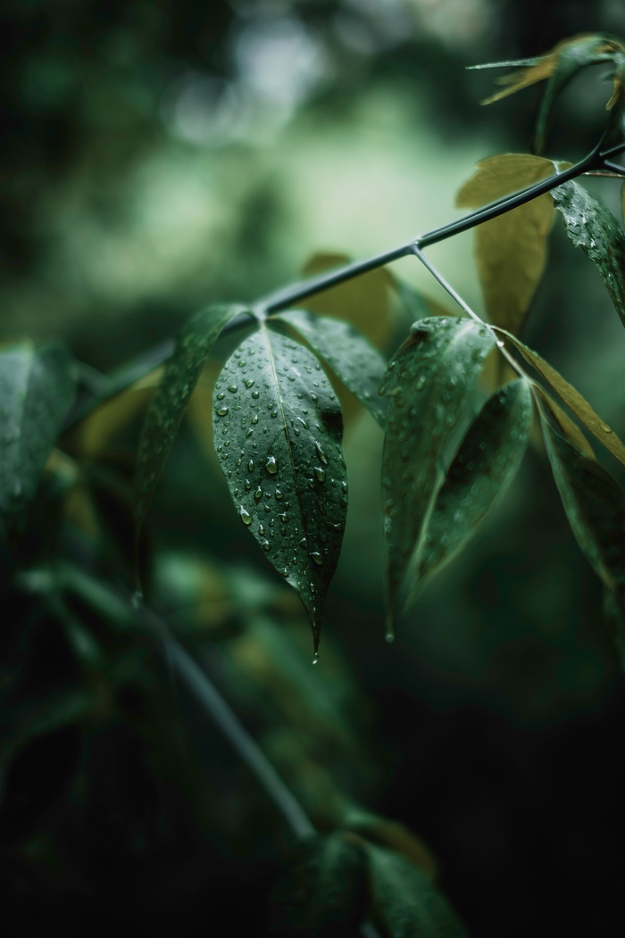 Вечерний дождь