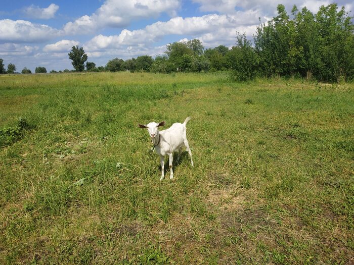 ���������� ����.