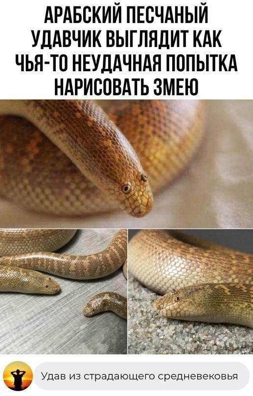 Наиболее частые болезни змей