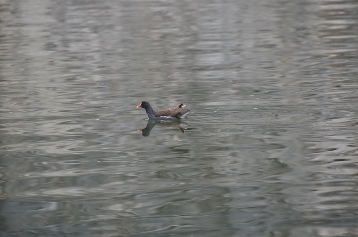 Перепонок между пальцами нет, но птица все равно отлично плавает и ныряет, при этом быстро бегает по земле и среди зарослей