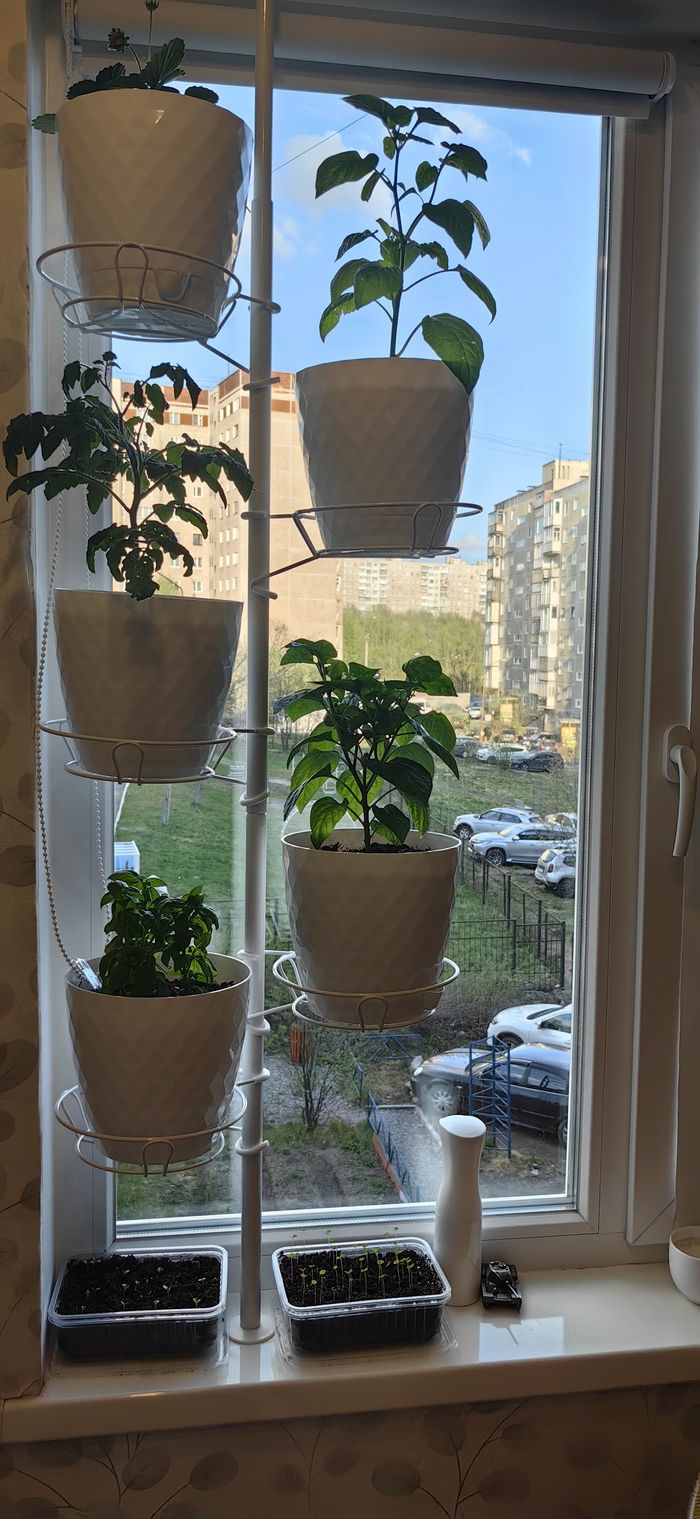 ����� ����� �����: �������, ������� �����, �����, ������� �����, ��������. ����� � ����������� - ������� ���������, ���� �� ������ � ���� �������� �����.