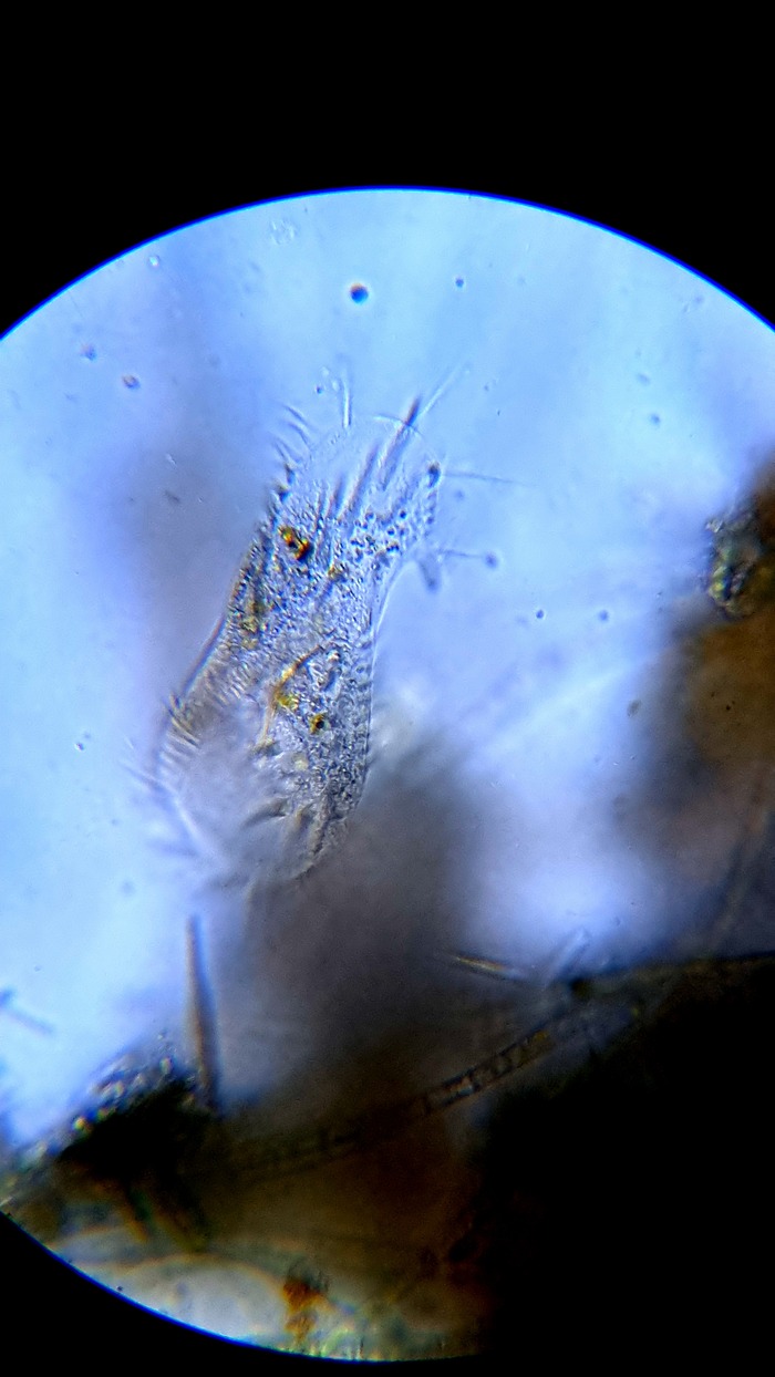     , , Microscopy, , YouTube, 