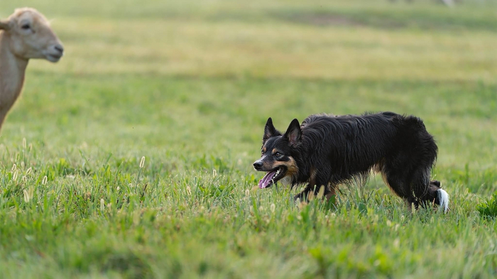 Redbrooke Ranch Chev