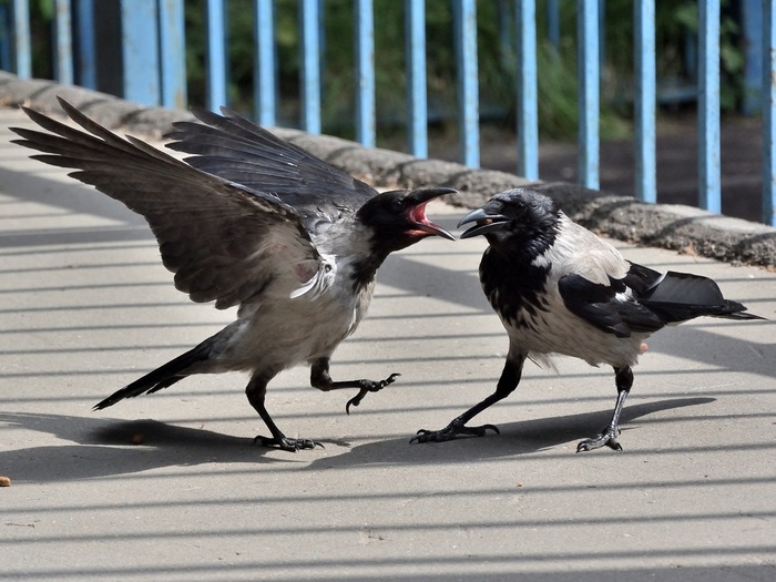 Мама, дайте жрать!