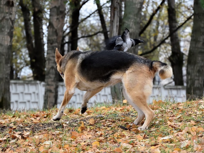 Игры лапокрылых