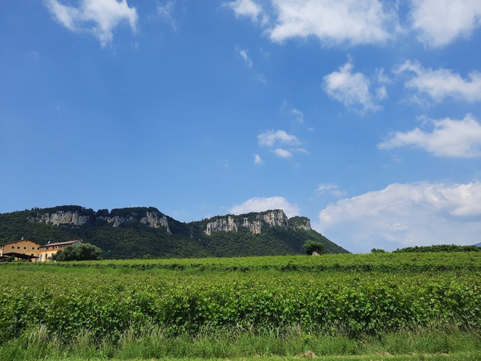 Виноградники недалеко от Бардолино