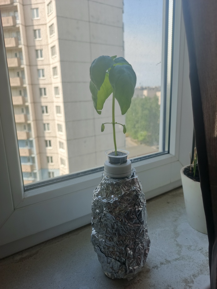 Ему было грустно, так как я повредил корневую систему при пересаживании в бутылку.