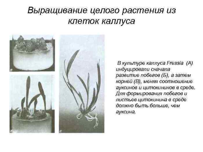 Выращивание целого растений из каллуса.