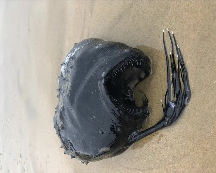 Антонио Маргааретти