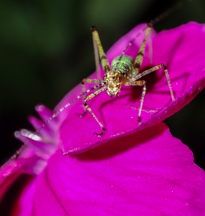 Снято на xiaomi redmi note 10 pro в режиме "супермакро".