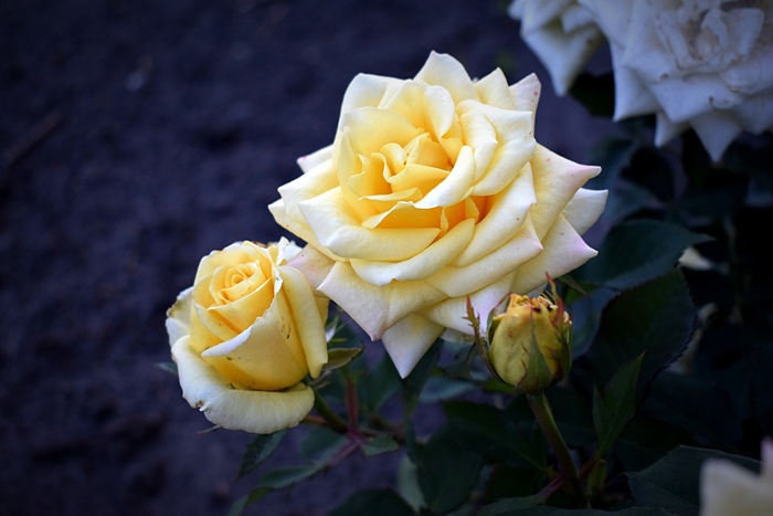 розы на школьной клумбе