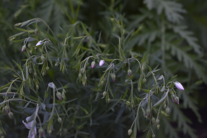 лён. скоро зацветет.