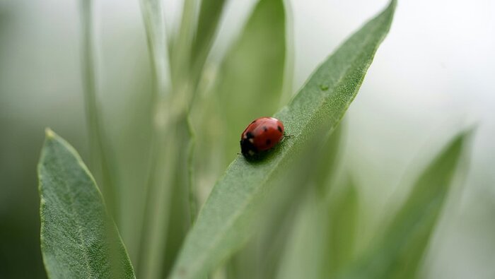 Источник: Charlie Harris/CC0