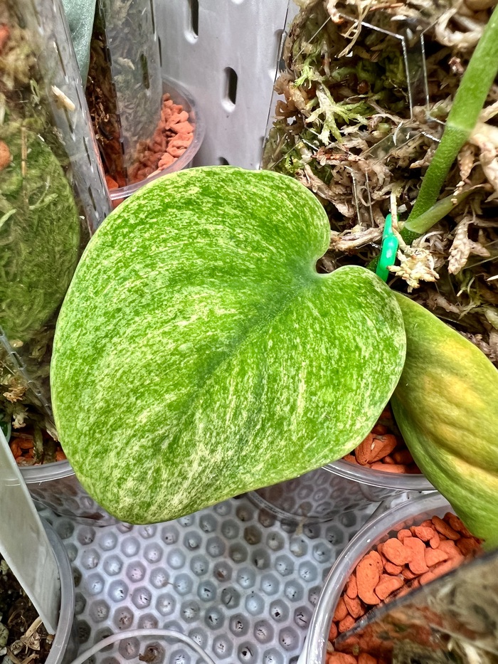 Jade satin yellow mint