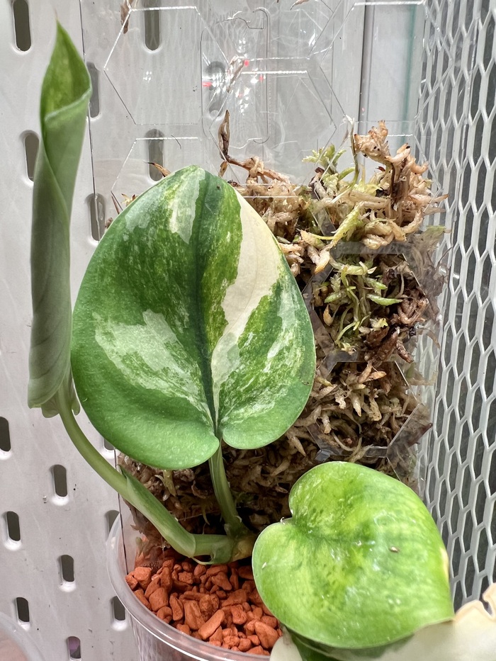 Jade satin variegated