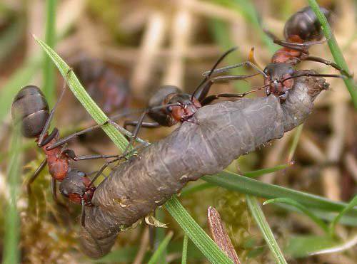 Рыжие лесные муравьи