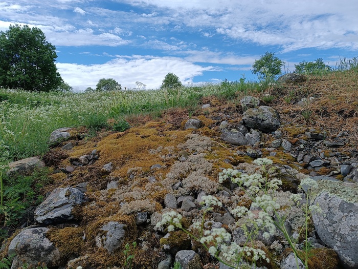 Десятки оттенков мха