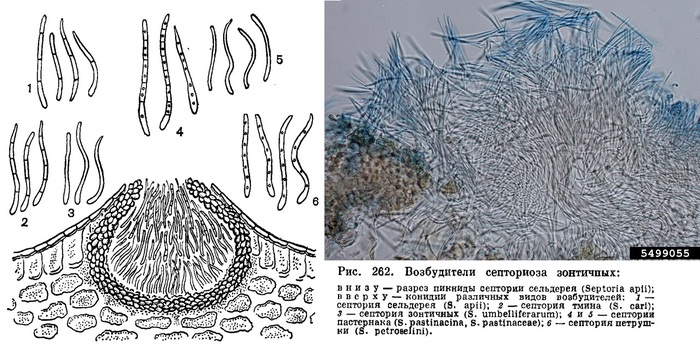 Септориоз. Схема поражения листьев и мицелий под микроскопом.
